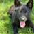 Solid black german shepherd female puppy 3 thumbnail