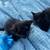 9/13:1 Left! Cute Ginger, Black, Black Tortie & Tabby Kittens for Rehoming! 1 thumbnail