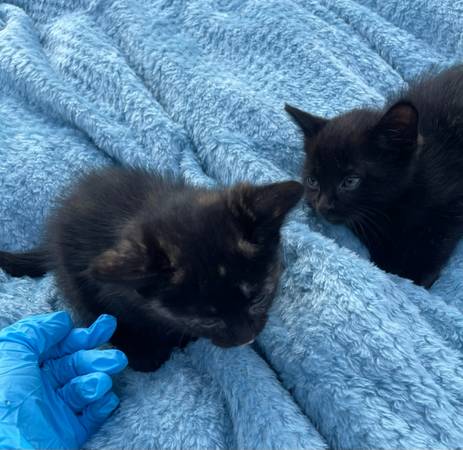 9/13:1 Left! Cute Ginger, Black, Black Tortie & Tabby Kittens for Rehoming! 1