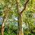 *Wholesale* Rainbow Eucalyptus Trees *Wholesale* 3 thumbnail