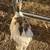 Sebastopol Goslings (Geese Babies) 3 Females each 6 thumbnail