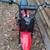 Red Colman Mini bike 8 thumbnail