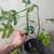 Mini monstera 4 thumbnail