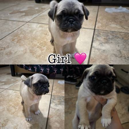 Pug (Compton)63893601132034122