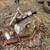 WOODS FINISH MOWER 1 thumbnail