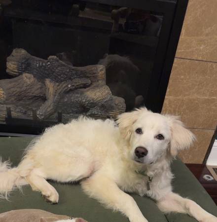 Great Pyrenees Needs Rehoming (Olathe)63903109325826120