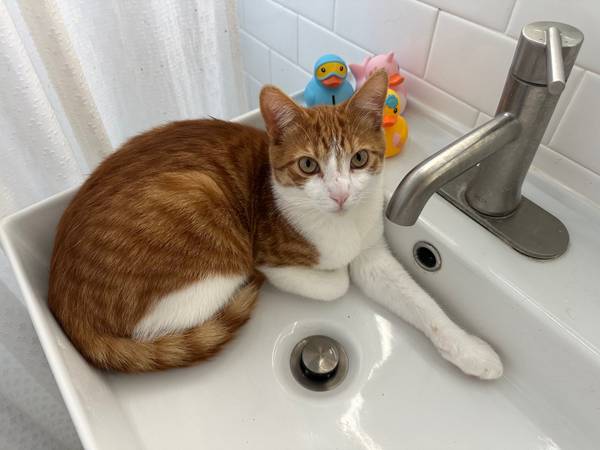 SUNDAY Sweet CATS &KITTENS for adoption OUTSIDE VENUE (Santa Monica)63893713944450124