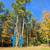 Tree Take Down in Arlington ,Vermont Area-Need some prices. 3 thumbnail