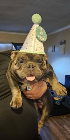 Exótico nano bully (manantiales desérticos)63686534318595122