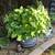 Healthy very large hydrangeas in a large resin planter 1 thumbnail