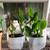 PLANTS 3 thumbnail