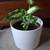 Easy to Grow Houseplants Including Large Pots - Only $20 Each! 2 thumbnail