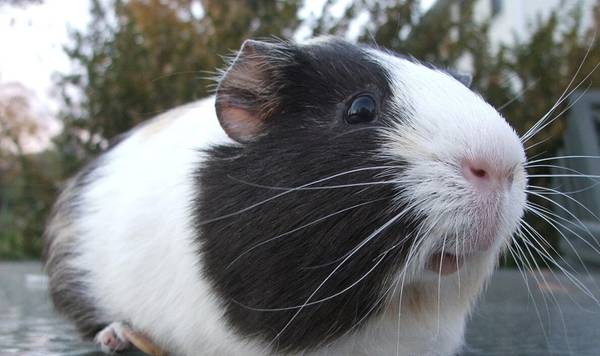 Rehoming  guinea pig 1