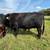 3yo beef Cow/calf pair, gentle 100% grass fed 2 thumbnail