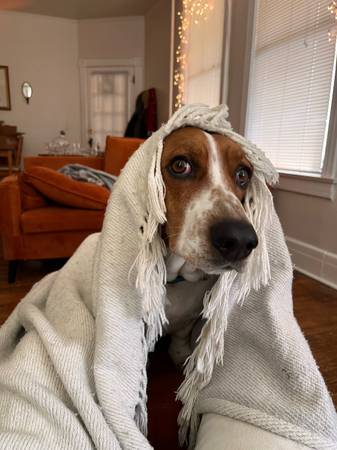 Basset Hound dulce y cariñoso necesita hogar para siempre (Baltimore)63669519406337121