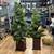 (2pc) Faux Christmas Trees in Wood Box Planters 2 thumbnail
