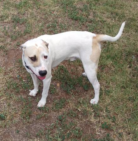 Found Dog 1