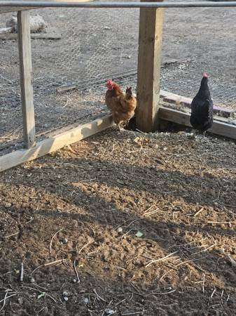 chickens 1