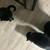 Need Temporary Home For 2 Cute Cats 🖤 2 thumbnail