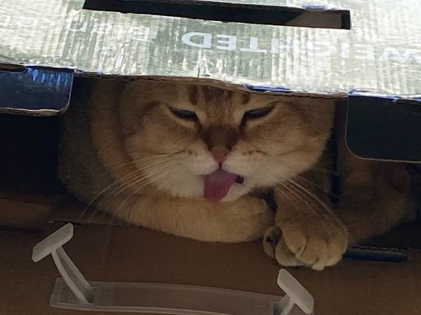 Gato macho Británico de Pelo Corto Dorado necesita nuevo hogar (Millbrae)63696471234817121