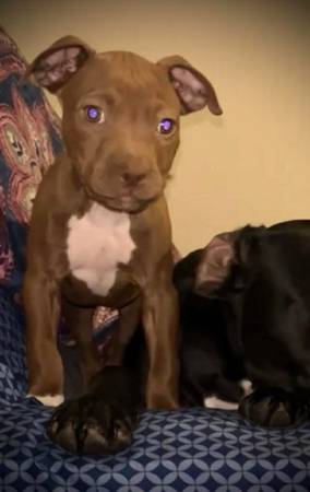 Female Rednose pit 1