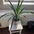 Indoor plants 2 thumbnail