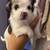 Puppies Rehoming - 800$ 1 thumbnail