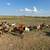 Boer & Dapple Billy Goats 5 thumbnail