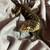 Leachie Gecko 7 thumbnail