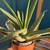 Aloe plant 2 thumbnail
