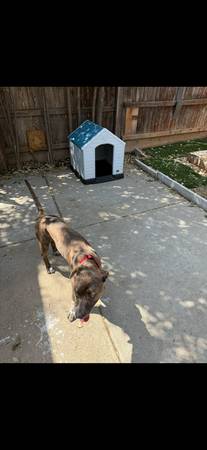Rehoming to family63848874709761121
