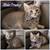 Kittens (TEHACHAPI) 2 thumbnail