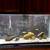 55 or 60 gallon fish tank 2 thumbnail