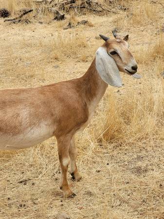 Nubian doe goat 1