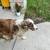 Rehoming Aussie 1 thumbnail