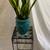 Happy Healthy Snake Plant in Turquoise Blue Ceramic Container 2 thumbnail