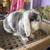 Sweet girl bunny needs a loving home 1 thumbnail