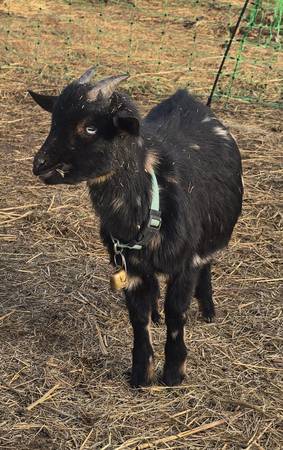 Nigerian Dwarf Wether 1