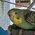 Parakeets 6 thumbnail