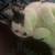 2 male tuxedo cats 8 thumbnail