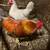 Blue red rooster and blue hen 4 thumbnail