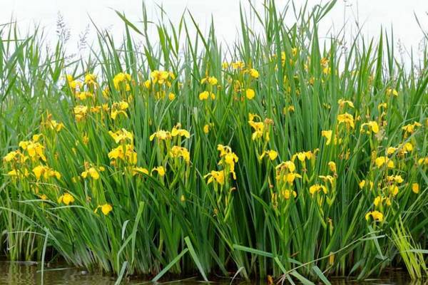 Yellow Flag Iris (Iris Pseudacorus) native Marginal plants 1