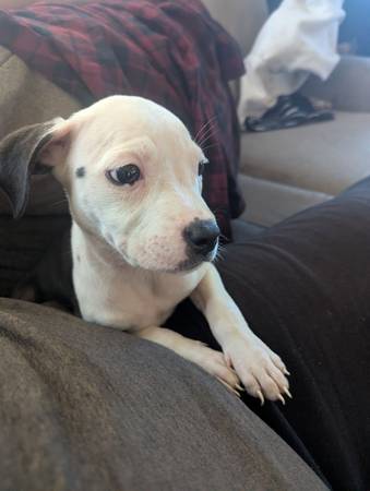 Pup 1