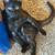 3 Awesome Bonded Foster Cats need a special home 14 thumbnail