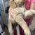 Beautiful golden retriever 5 thumbnail