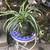 Cute ceramic frog planter full of healthy spider plant 1 thumbnail