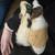 Guinea pig 3 thumbnail