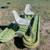 Bass Baby Boat by Bass Hunter + Minn Kota Trolling 2 thumbnail