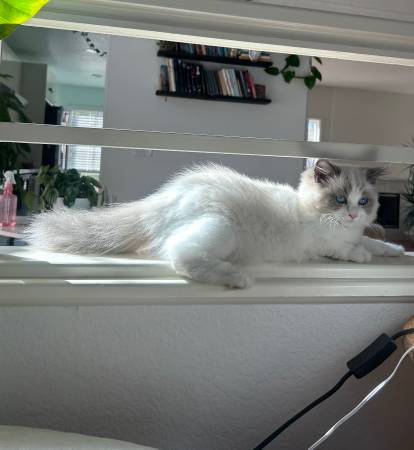 Gatita dulce en adopción (walnut creek)63654744382979120
