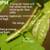 Have You Seen These Mantises? 3 thumbnail